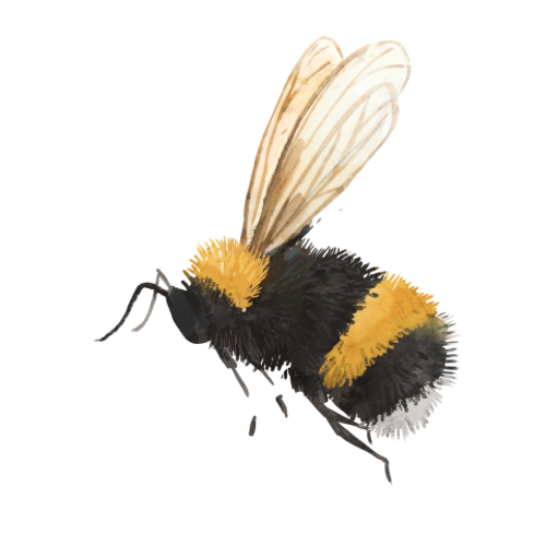 A Bee Creation